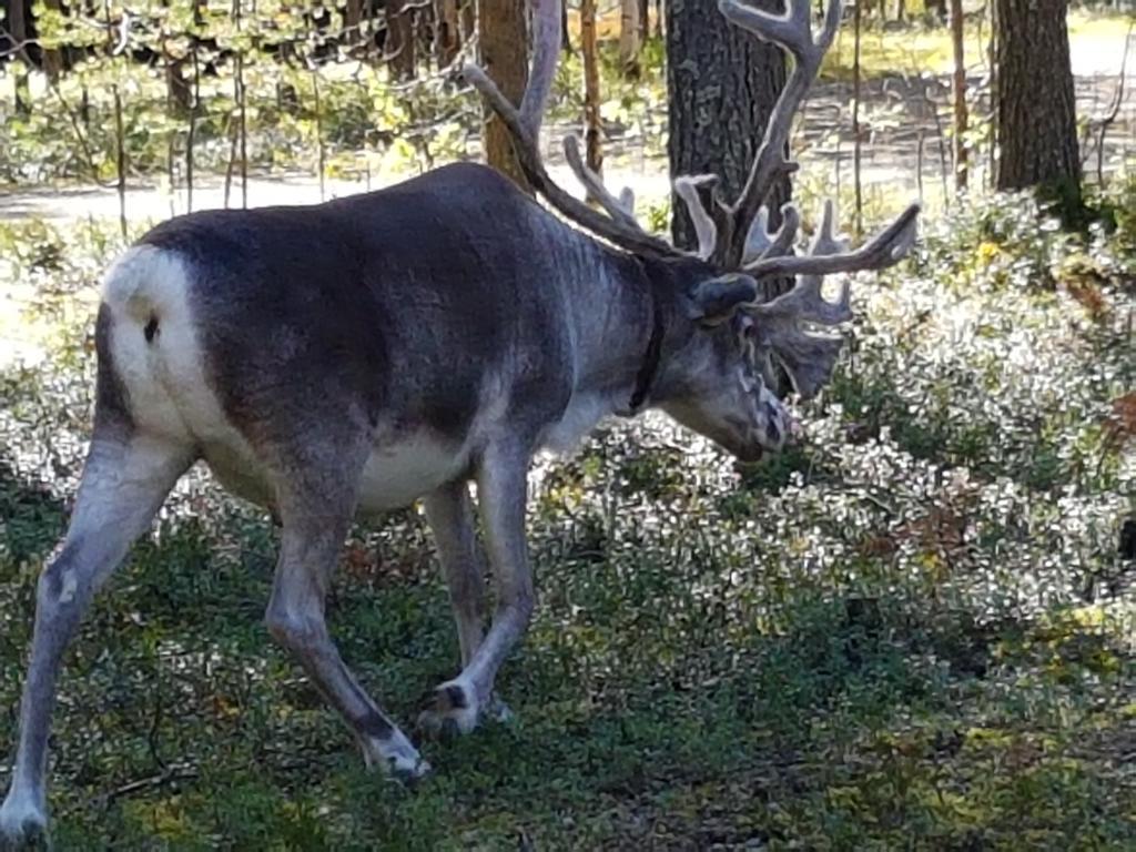 Pyhaen Kortepuolukka Pyhätunturi المظهر الخارجي الصورة