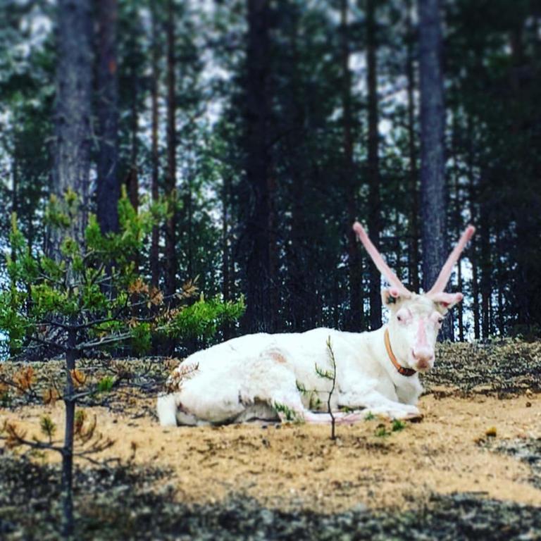Pyhaen Kortepuolukka Pyhätunturi المظهر الخارجي الصورة